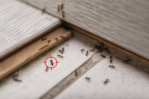 Best Best Pest Control Companies  in Southport, IN